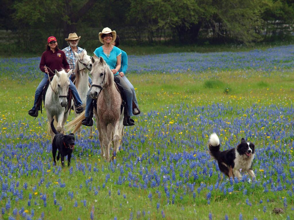 Blisswood Bed And Breakfast Ranch Cat Spring Exterior photo